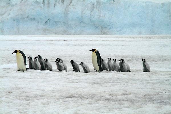İmparator penguenler için en büyük tehdit ise  iklim değişikliği...