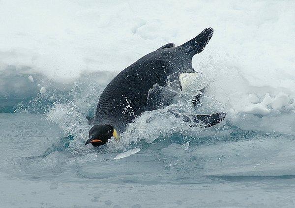 Deniz buzu olmadan penguenlerin hayatta kalması pek mümkün değil.