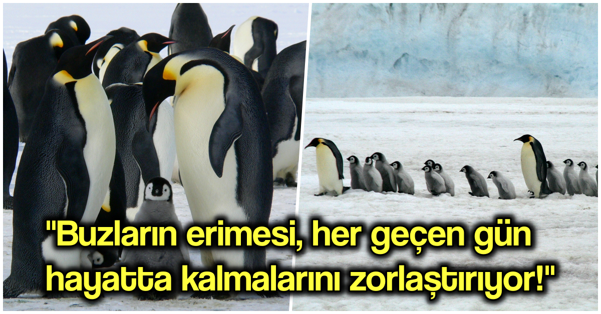 adım adım bebek penguen nasıl çizilir