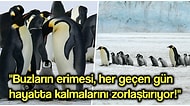Küresel Isınmadan Dolayı En Sevdiğimiz Canlılardan Olan İmparator Penguenlerin Nesli de Tehdit Altında