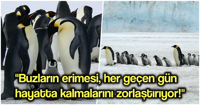 Küresel Isınmadan Dolayı En Sevdiğimiz Canlılardan Olan İmparator Penguenlerin Nesli de Tehdit Altında