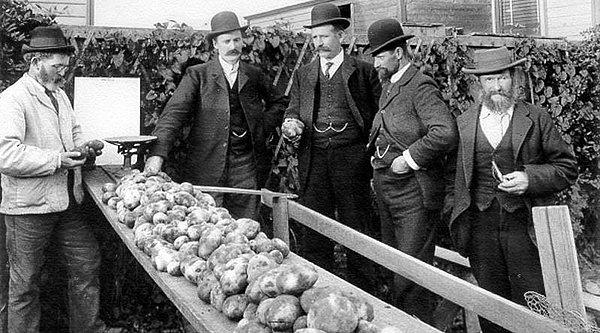 Patatesin Avrupa'ya ilk nasıl geldiğiyle ilgili çeşitli iddialar var. Ancak 16. yüzyılın ikinci yarısında ilk olarak İspanya'ya getirildiği biliniyor.