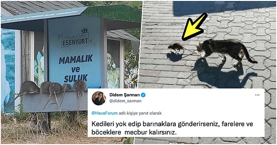 Simülasyondan Kaçış Yok! Yaşadığımız Onca Felaketten Sonra Şimdi de İstanbul Sokaklarını Fareler Bastı