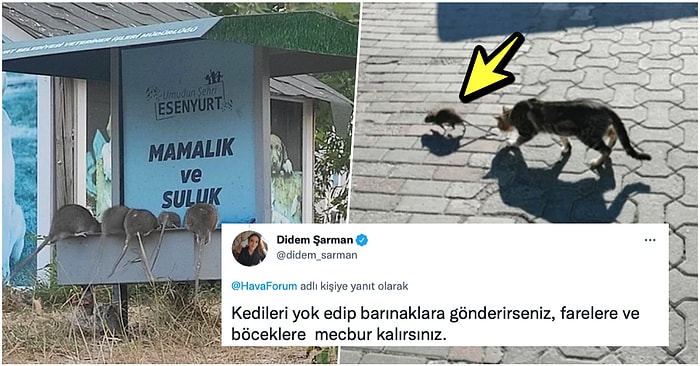 Simülasyondan Kaçış Yok! Yaşadığımız Onca Felaketten Sonra Şimdi de İstanbul Sokaklarını Fareler Bastı