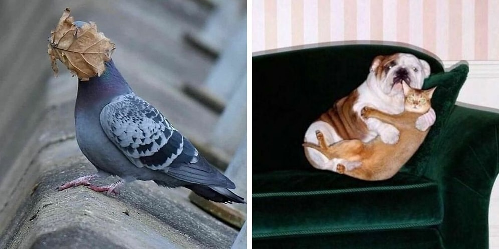 20 самых позитивных фотографий с животными, которые живут на полную катушку