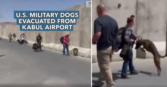 ABD Askeri Köpeklerinin Afganistan'dan Tahliye Edilmesi Eleştirilere Neden Oldu: İnsanlardan Daha Değerliler