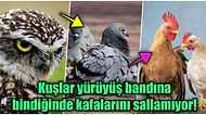 Kuşlar Neden Yürürken Kafalarını Hareket Ettirir?