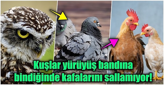 Kuşlar Neden Yürürken Kafalarını Hareket Ettirir?