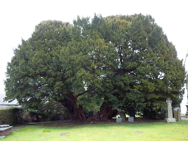 3. Llangernyw Yew