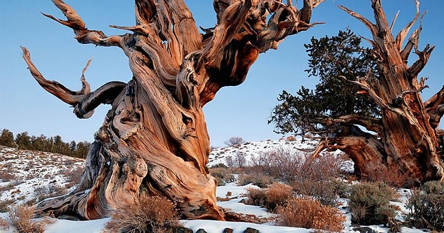4. Methuselah