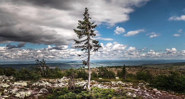 6. Old Tjikko
