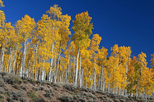 8. Pando ağacı