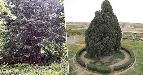 Biz Gideriz Onlar Kalır: Binlerce Yıldır Tarihe Tanıklık Eden Dünyanın En Yaşlı Ağaçları