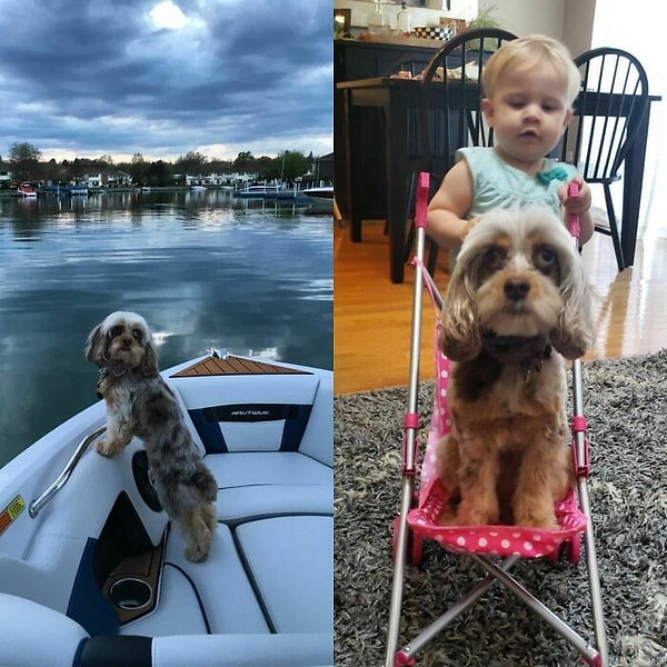 9. Собачка не подписывалась на такое