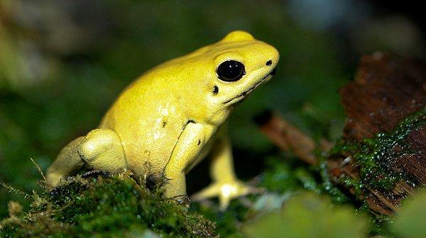 Altın zehirli ok kurbağasının derisindeki bezler aracılığıyla dışarıya bir miligram batrakotoksin salgıladığı düşünülüyor.