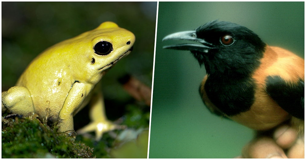 Ölümcül Zehirlerle Kaplı Hayvanların Kendilerine Nasıl Zarar Vermediklerini Sizler İçin Araştırdık!