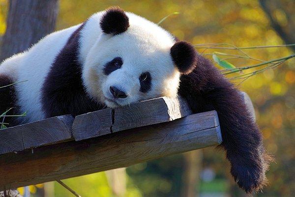 Çin'in güneyindeki dağlarda yaklaşık 2 bin pandanın yaban hayatında yaşadığı biliniyor.