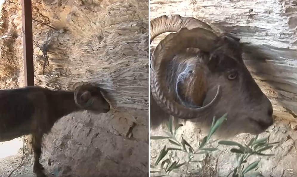 Muğla'daki Orman Yangınlarında Yavruları Ölen Anne Keçi Hayata Küstü
