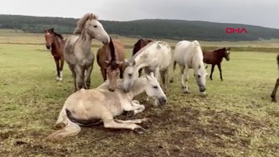 Ayağı Kırılan Yılkı Atını Yalnız Bırakmayan Arkadaşları