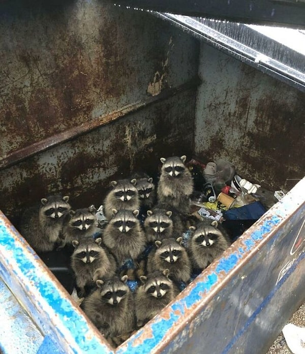 2. Они размножаются