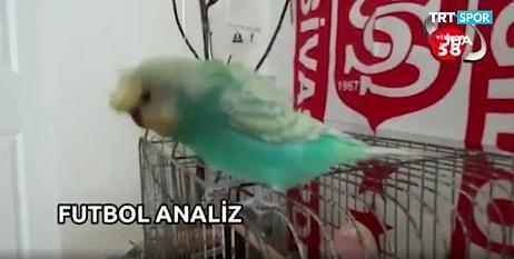 Dünyada Bir İlk: Sivas'ta Spor Programının Açılışını 'Yiğido' İsimli Muhabbet Kuşu Yaptı