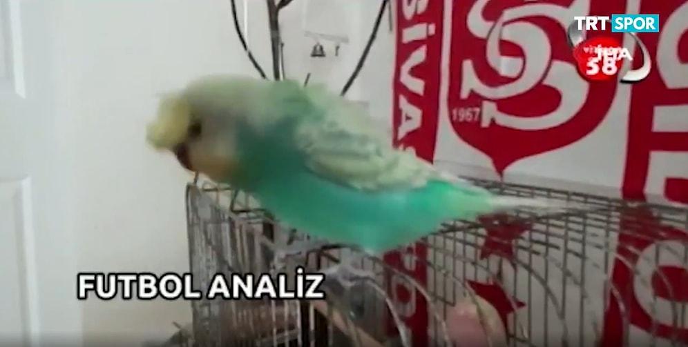 Dünyada Bir İlk: Sivas'ta Spor Programının Açılışını 'Yiğido' İsimli Muhabbet Kuşu Yaptı