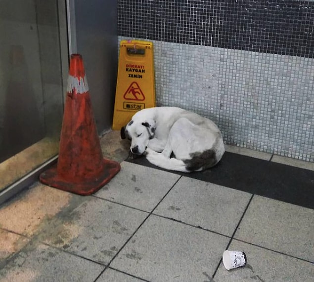 Bu minnoşlardan mutlaka otobüs ya da metro duraklarında görmüşsünüzdür. Kenarda köşede öylece yatarlar, kim bilir gelenle geçenle ilgili neler düşünürler.