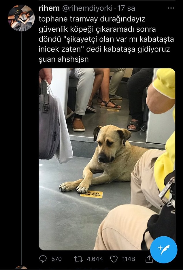 Bu görmüş olduğunuz köpüş, tıpkı işe gider gibi metro senin, vapur benim biniyor. Bu arkadaşımız Kabataş'ta onu böyle görüntülemiş.