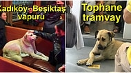 Kendi Kendine Metrodan İnip Vapura Binerek Emekli Dedeler Gibi Gezen İstanbullu Köpüşe Aşık Olacaksınız