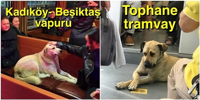 Kendi Kendine Metrodan İnip Vapura Binerek Emekli Dedeler Gibi Gezen İstanbullu Köpüşe Aşık Olacaksınız