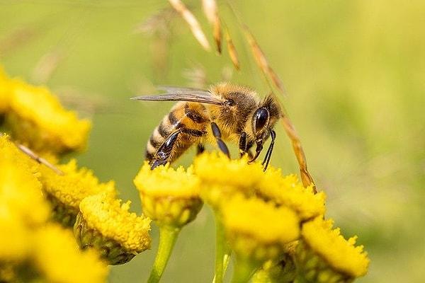 6. "Arılar çünkü onlara karşı tehlikeli harekette bulunmadığınız sürece onlar da size yaklaşmıyor."