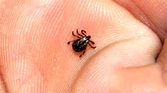 Lyme Hastalığının Tanı ve Tedavisi