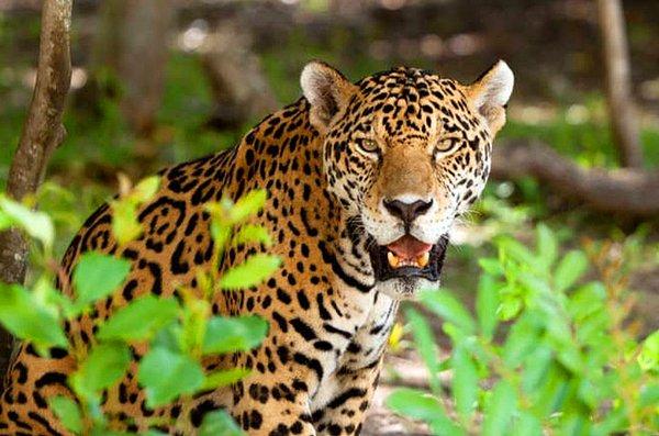 14. Meksika'nın güneyindeki ormanlarda jaguarlar bulunuyor.