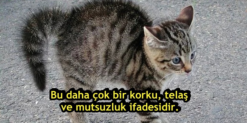 Tamamen Yanlış Anlıyor Olabileceğiniz 25 Evcil Hayvan Davranışı