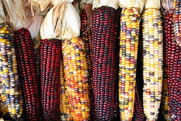 20. Meksika'da 59 mısır türü bulunuyor.