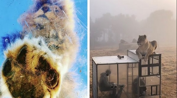 «Такой опыт предлагает львам обогащение в виде умственной и физической стимуляции, что хорошо для любых животных в неволе.»