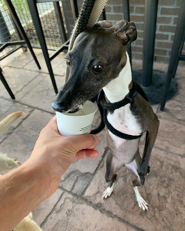 Спарки обожает есть