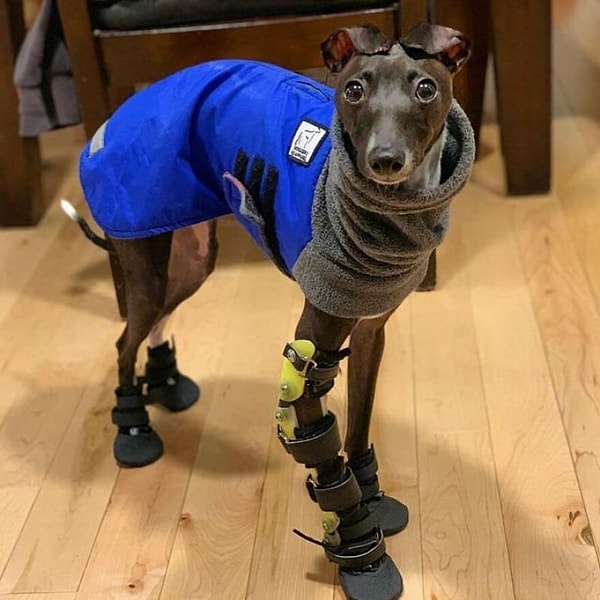 Вернемся немного назад: Спарки сломал лапу; это стало шоком для его владельцев, и они не могли обеспечить ему счастливую жизнь