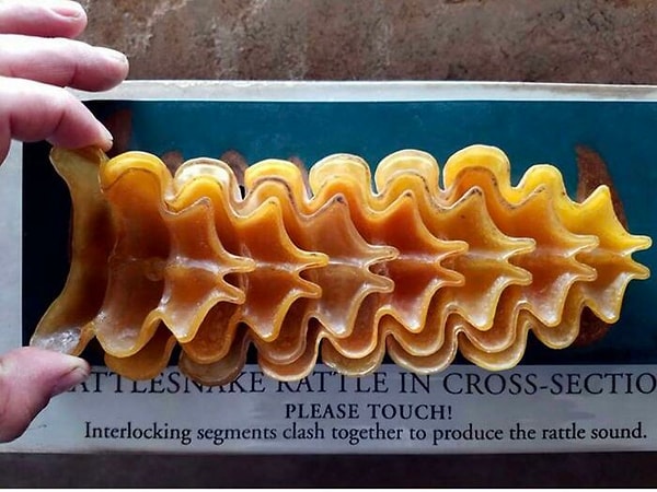 8. Это не макароны, а погремушка гремучей змеи