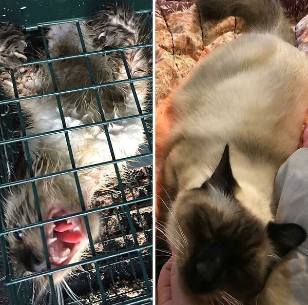 15. Я поймал его, когда ему было 17 недель. У него была инфекция на шее. Только посмотрите, насколько 8 месяцев любви и заботы могут изменить котенка