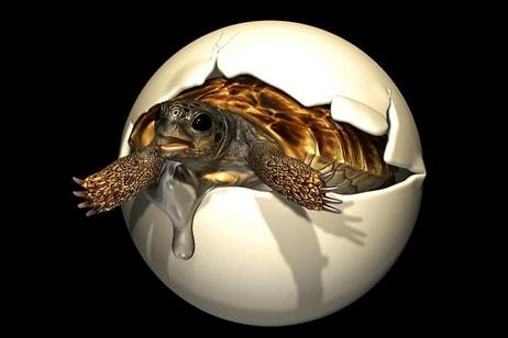 Dinozorlar Devrinde Yaşamış, İnsan Boyundaki Dev Kaplumbağanın Yumurtası Bulundu