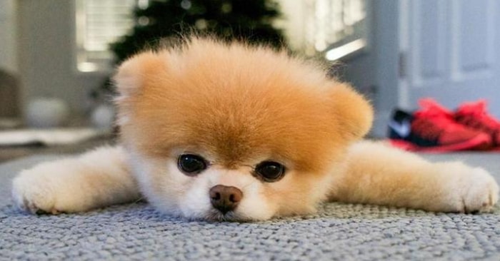 Seçtiğin Köpeklere Göre Şu Anki Ruh Halini Söylüyoruz