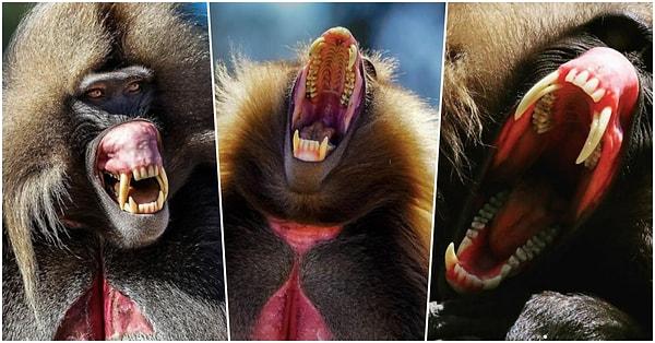 3. "Kanımızı donduran ürkütücü dişlere sahip olan Gelada maymunları aslında otçullardır ve Etiyopya'nın dağlık bölgelerinde yaşarlar."