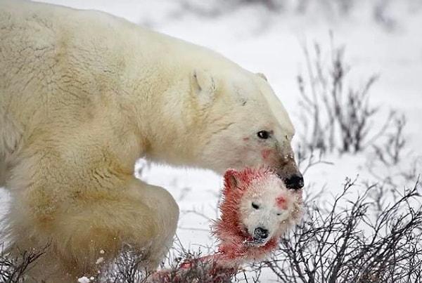 5. "Aç kalmamak için kendi yavrusunu katleden bir kutup ayısı. Ayrıca bu fazlasıyla karşılaşılan da bir durum..."