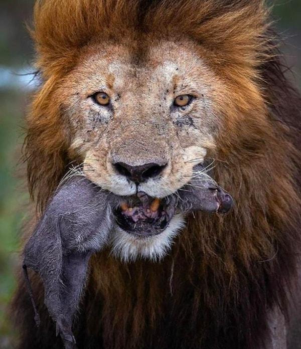 6. "Özellikle de Afrika ormanlarının en güçlü hayvanı olan aslan ve onun zavallı avı."