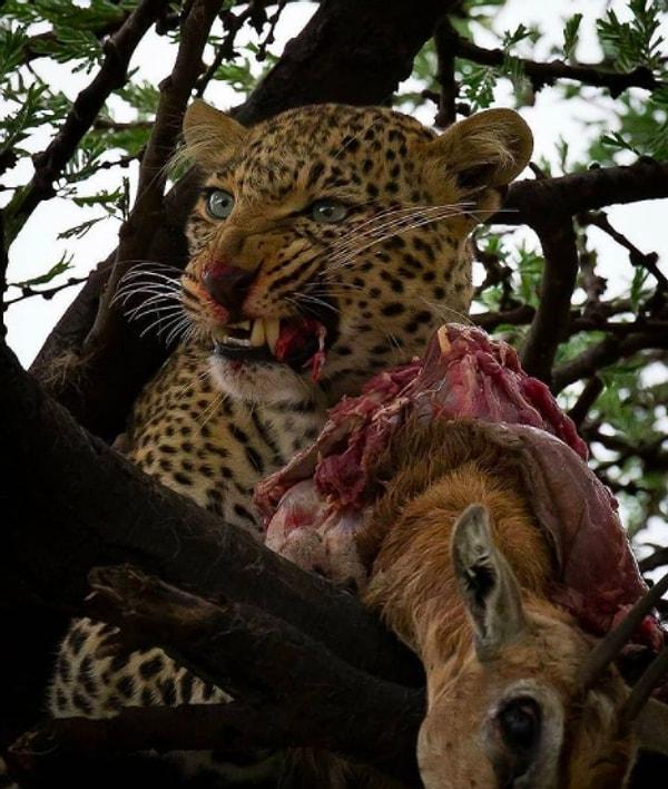 10. "Avının tadını büyük bir iştahla çıkaran ürkütücü leopar."