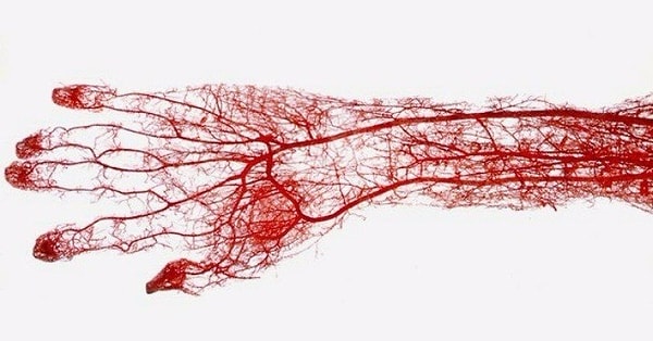Kılcal damar nedir?