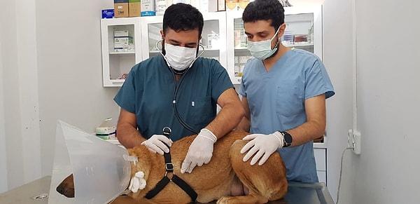 Gece saatlerinde hamile bir sokak köpeği, doğum sancısı yaşayınca İskenderun Devlet Hastanesi A/Blok Acil Servisi önüne gitti.