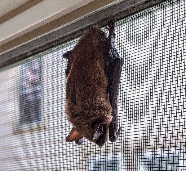 7. "Bu sabah balkon camımda uyuyan bir yarasa buldum. Tel ve camın arasına nasıl girdi hiçbir fikrim yok."