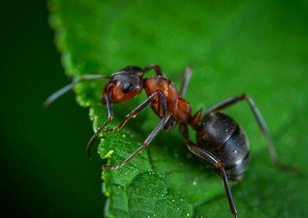 4. Karıncalar günde 250 kere şekerleme yaparlar.